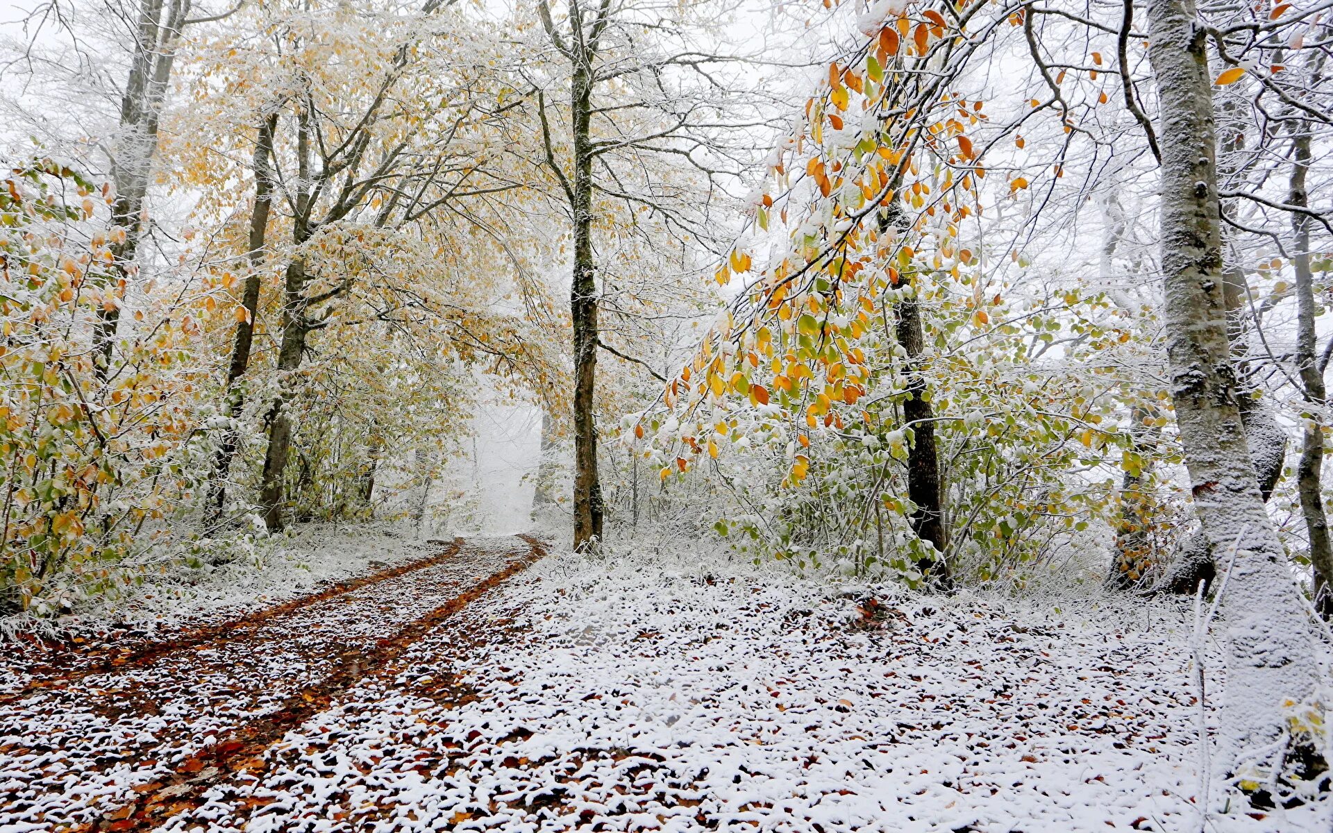 Когда растают все снега когда листва песня. Поздняя осень. Первый снег. Ранняя зима. Ранняя зима фото.