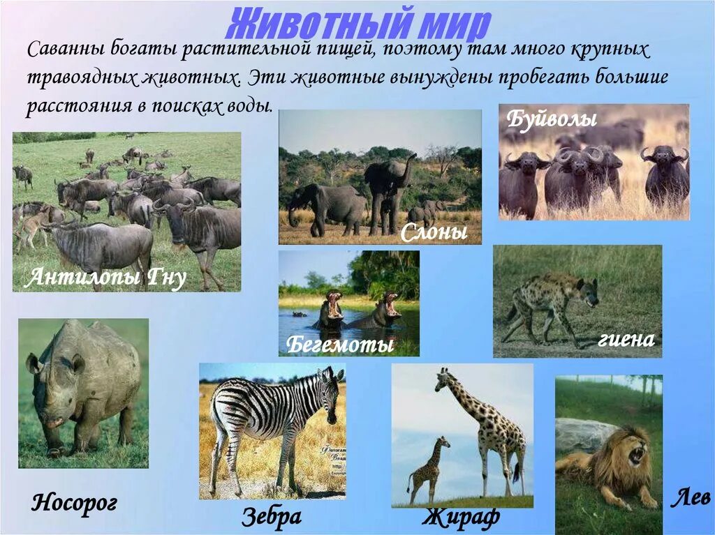 Какие животные характерны для саванны