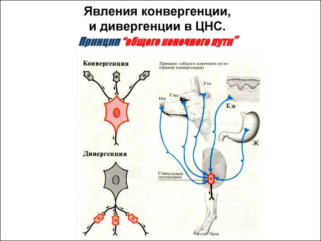 Схема конвергенции и дивергенции в ЦНС. Принцип общего конечного пути схема. Конвергенция и дивергенция физиология. Принцип конвергенции в ЦНС.