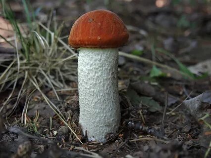 Красноголовики заморозить