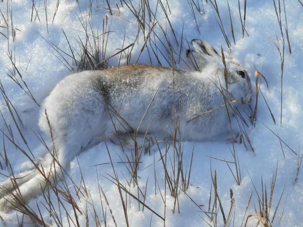 Охота на зайца беляка зимой. Заяц беляк нора. Заяц русак охота зимой. Заяц беляк охота зимой. Заяц беляк охота зимой.