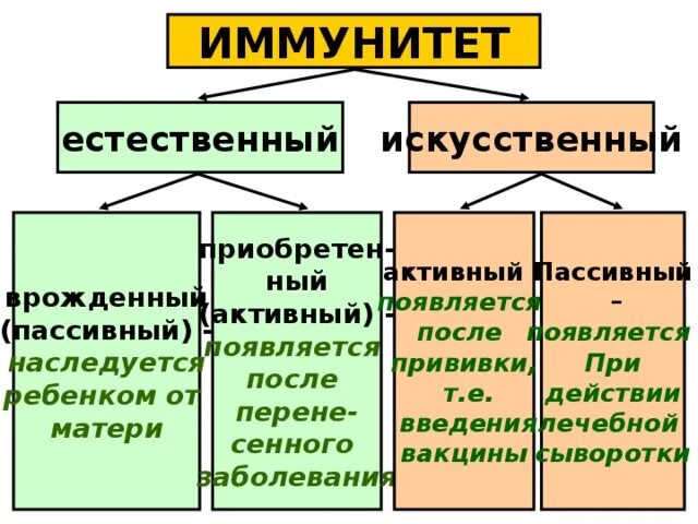 Как называется вид естественного иммунитета. Как называется вид естественного иммунитета