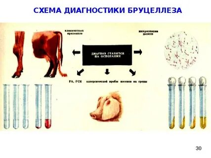 Лабораторная диагностика бруцеллеза животных