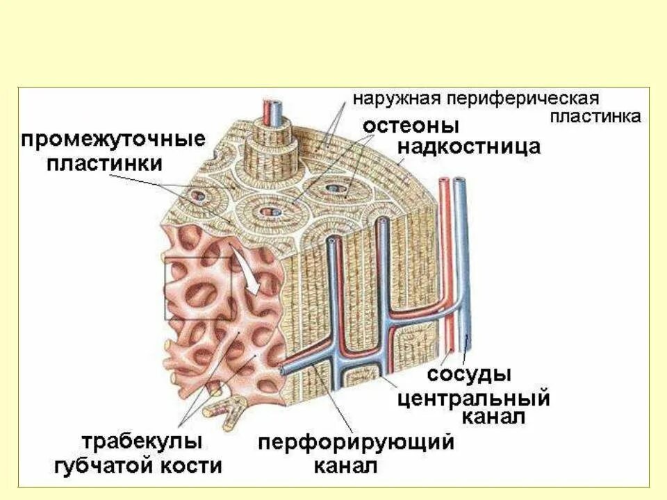 Строение остеона костная ткань. Строение остеона анатомия. Строение кости костные пластинки. Схема строения остеона анатомия. Остеон ткань