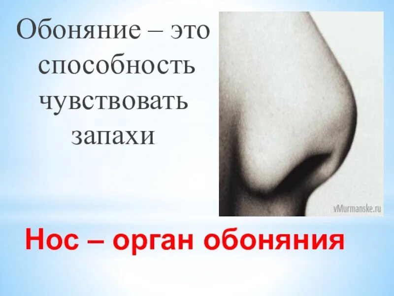 Органы чувств обоняние. Органы чувств нос. Обоняние это способность. Нос орган обоняния презентация. Органы обоняния презентация