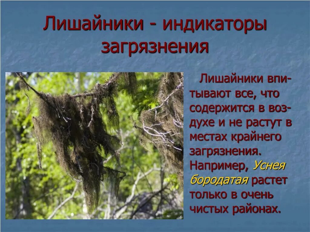 Лишайники индикаторы чистоты. Лишайники индикаторы. Лишайники и чистота воздуха. Лишайники индикаторы чистого воздуха.