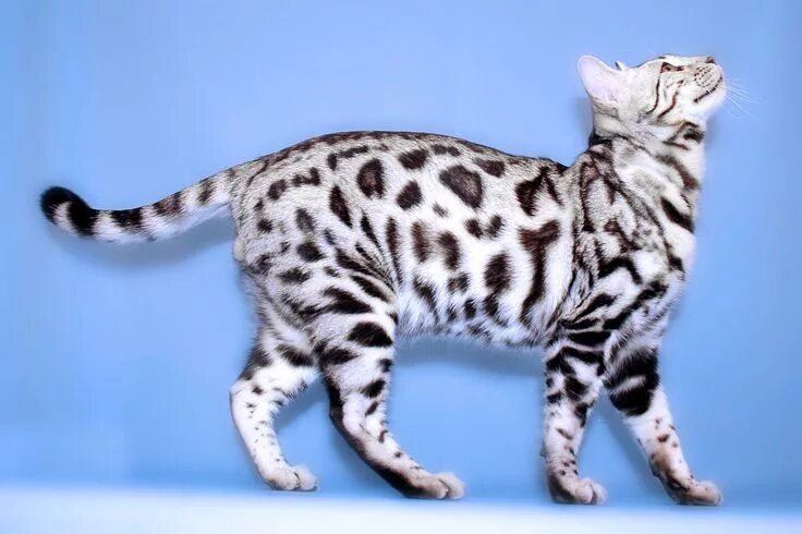 silver bengal - Google Search White bengal cat, Rare cats, Cat breeds