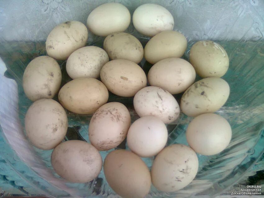 Купить инкубационное яйцо брянская область. Инкубационное яйцо индоутки. Яйцо индоутки фото. Руанская утка купить инкубационное яйцо. Где можно купить инкубационное яйцо в Пушкино Мос.обл..