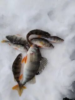 Пензенская рыба