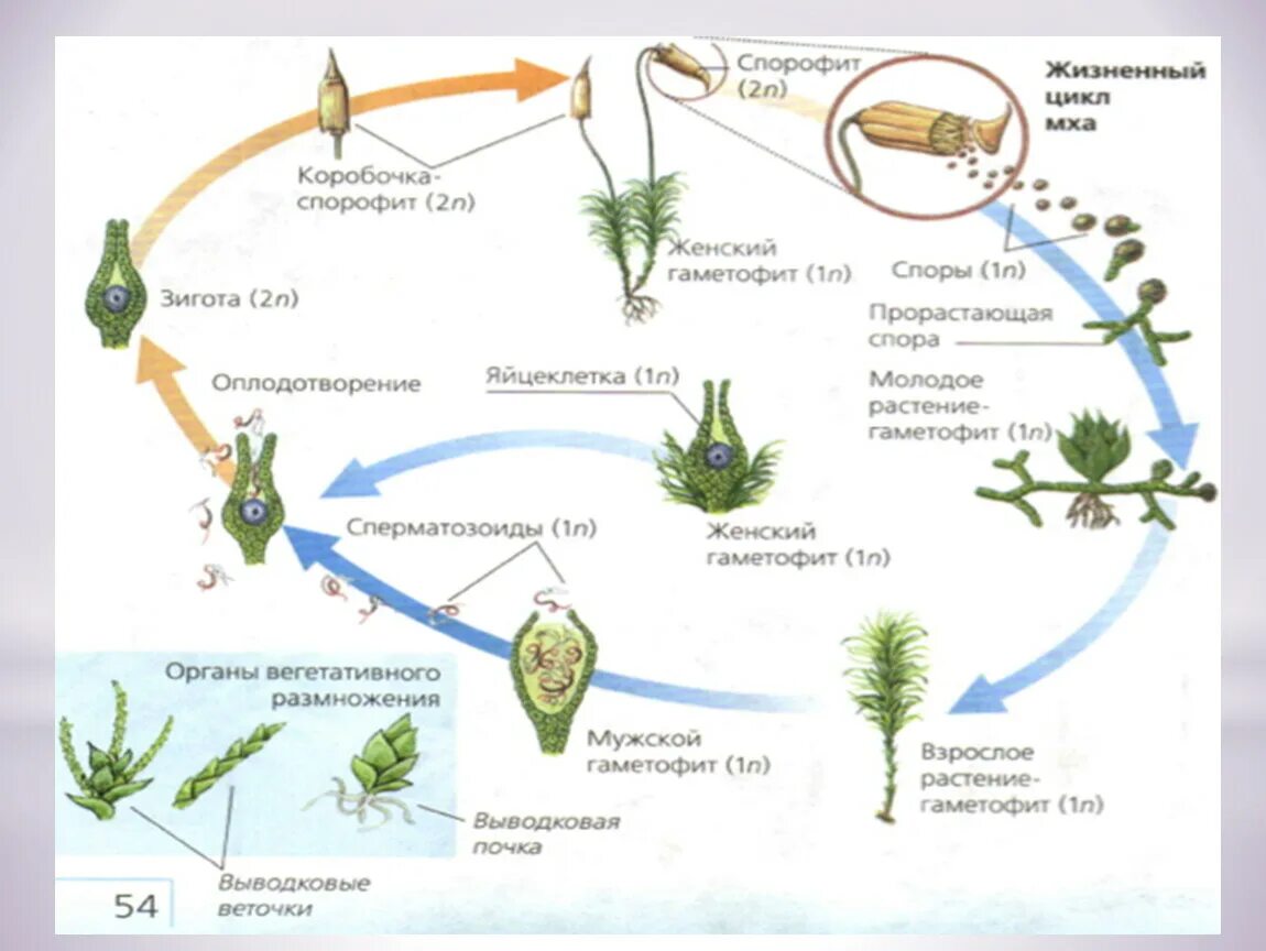 Жизненный цикл растений. Жизненный цикл (размножение) биология. Циклы растений. Особенности размножения человека. Пример процесса иллюстрирующего размножение у растений