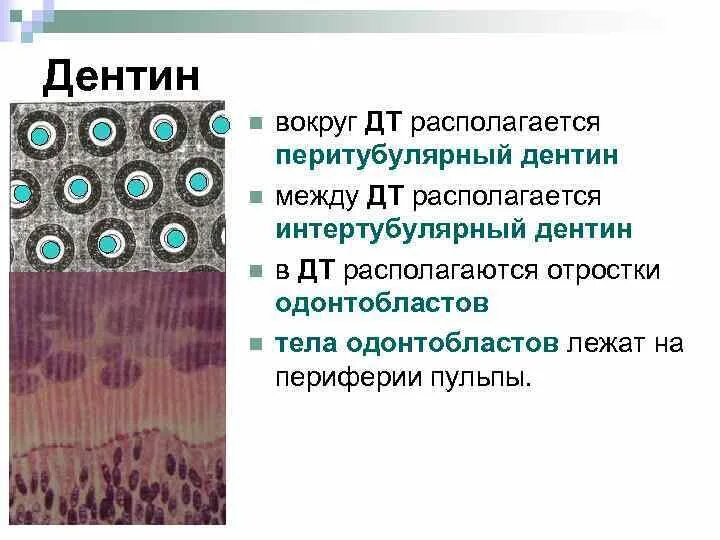 Особенность строения дентина какую функцию он выполняет