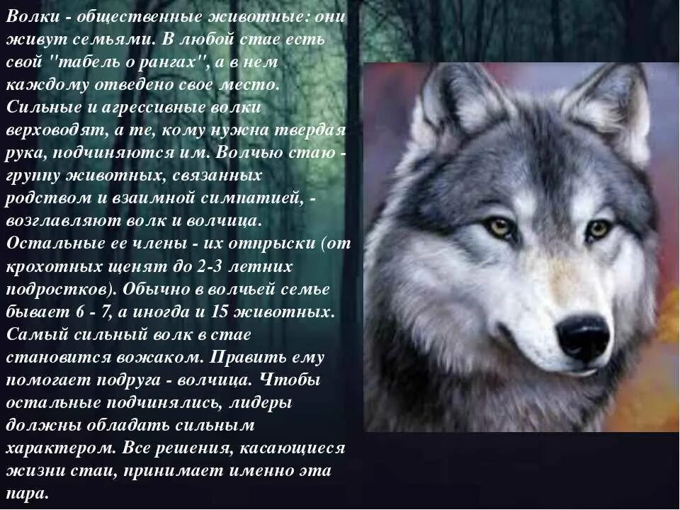 Факты о волках. Самое интересное о волке. Характеристика волка. Интересные факты про Волков. Среда обитания волка 5 класс биология впр