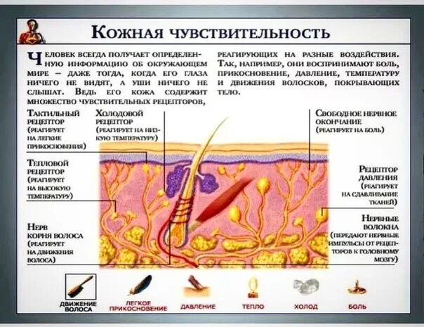 Типы нарушения чувствительности неврология. Отсутствие болевой чувствительности при ожоге. Тактильные рецепторы строение и функции. Исследование болевой и температурной чувствительности. Почему теряется чувствительность.