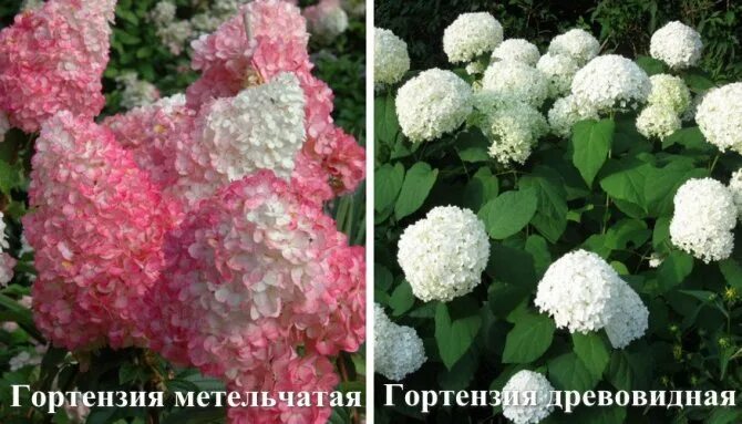 Сегодня расскажу вам в чем отличие трех видов гортензий - метельчатой, древовидн