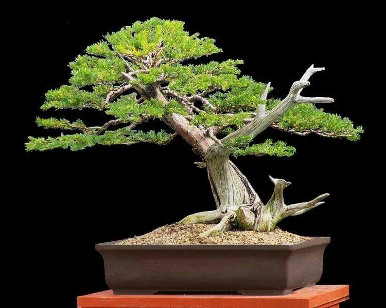 Бонсай как ухаживать в домашних условиях. Кармона. Бонсай дерево. Bonsai pirakanhta. Манговое дерево Банзай.