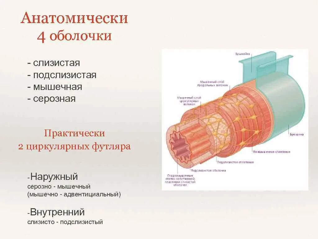 Наружная адвентициальная оболочка. Слизистая мышечная серозная оболочки. Слизистая мышечная адвентициальная оболочки.