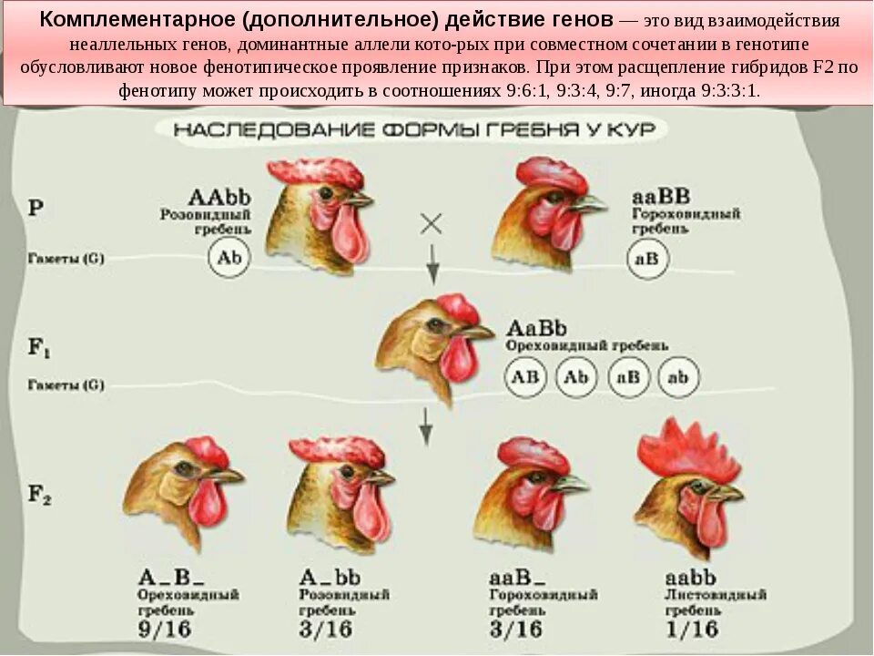 При скрещивание курицы с листовидным. Наследование формы гребня у кур. Комплементарное взаимодействие неаллельных генов. Неаллельные гены комплементарность. Наследование формы гребня у кур генетическая.