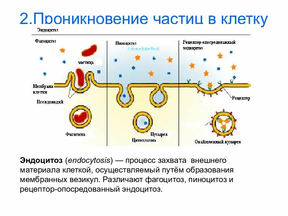 Эндоцитоз экзоцитоз фагоцитоз это. Способы поступления веществ в клетку. Вещества которые проникают в клетку путем эндоцитоза. Транспорт макромолекул через мембрану. Клеточная мембрана эндоцитоз.