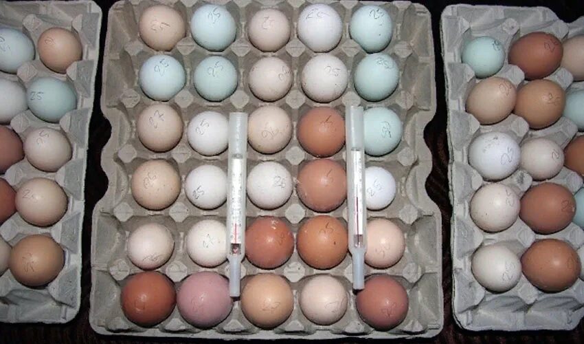 Моют ли яйца перед инкубацией. Инкубационное яйцо индоутки. Индоутки инкубационное яйцо закладка в инкубатор. Яйца индоутки в инкубаторе. Хранение яиц.