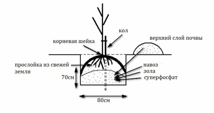Как правильно посадить яблоню двухлетку