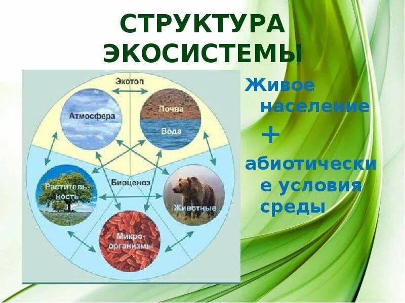 Экосистемная организация природы компоненты экосистем 9 класс. Экосистема биогеоценоз структура экосистемы. Экотоп и биоценоз. Структура биогеоценоза и экосистемы. Структура экосистемы схема.