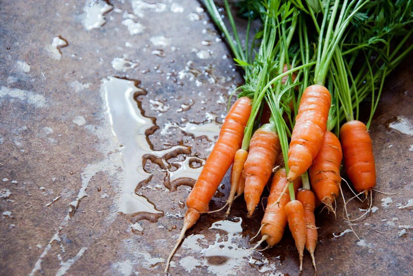 К чему снится морковь свежая. Морковь бейби свежий. Морковка для сна. Морковь во рту. Собирать морковь во сне.