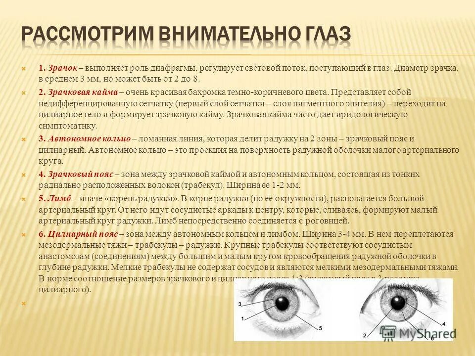 Синдром горнера это. Диаметр зрачка регулирует. диаметр зрачка в норме. синдром горнера. роль диафрагмы глаза выполняет.