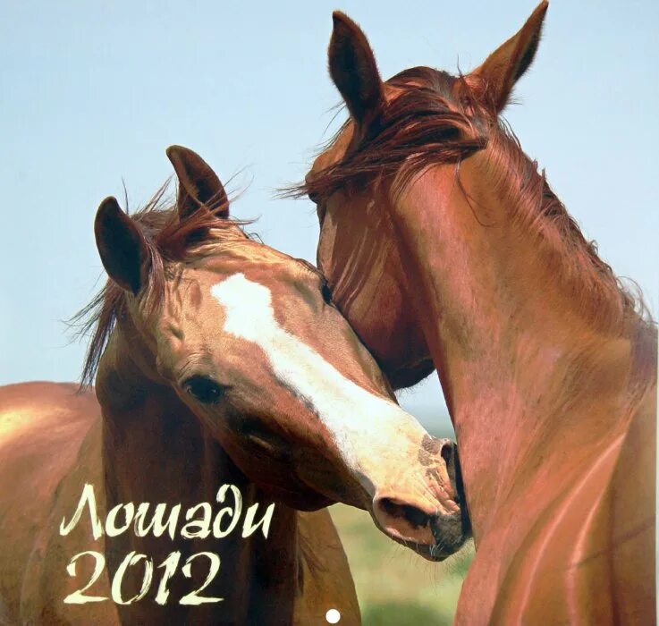 Лошади 2012 года. Кони 2012. 2 2 Лошадь и обложка. Книга лошади 2012 года. Лошадь подписана.