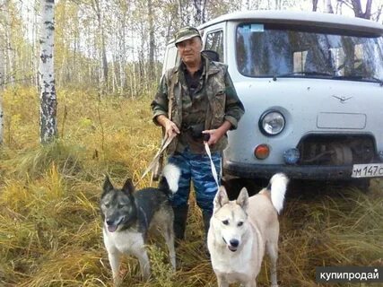 Продам хозяин