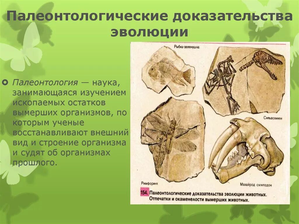 Палеонтологические доказательства эволюции. Палеонтология доказательства эволюции. Палеонтологическик Дока. Доказательства эволюции окаменелости. Наука изучающая ископаемые остатки вымерших организмов