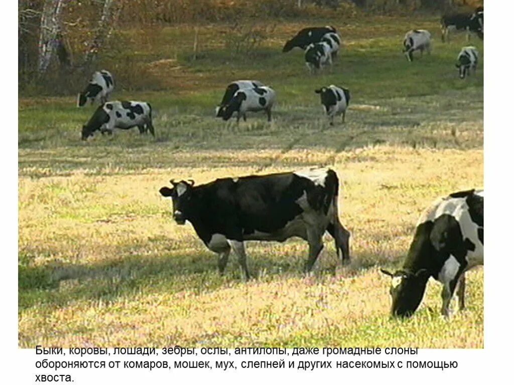 Быки лошади ослы. Ишак бухарский. Ослица с осленком. Сомалийский дикий осел. Ишак и лошадь.