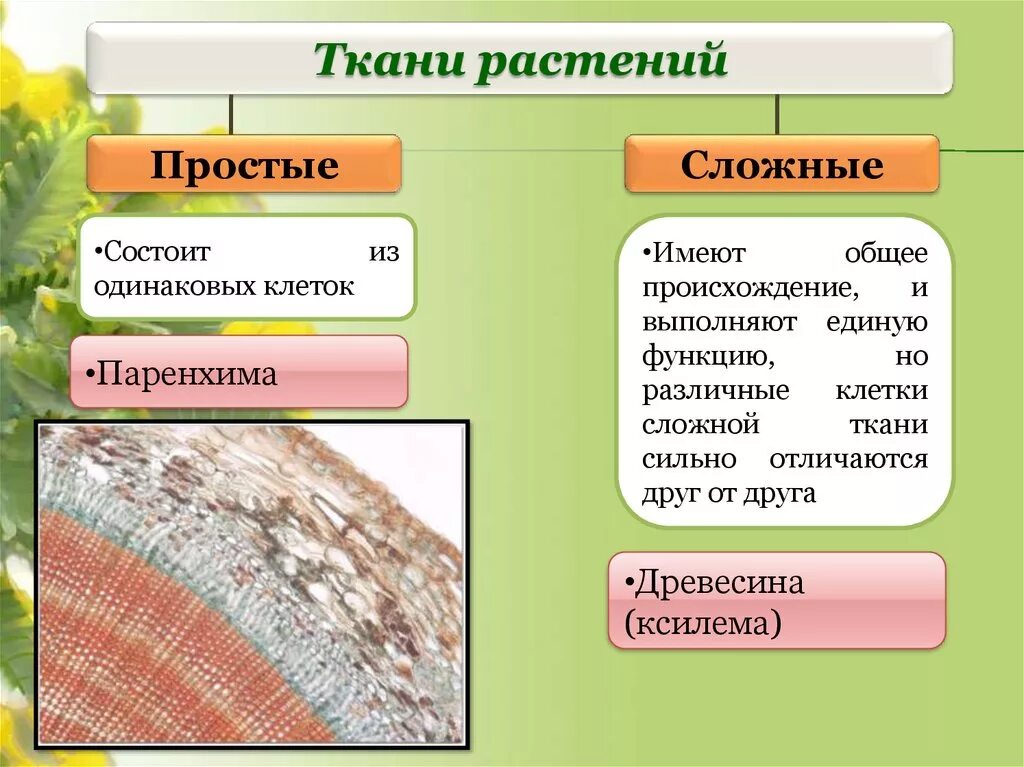 У каких растений появились ткани. Сложные ткани растений. Простые ткани растений. Типы тканей растений. Ткани растений биология.