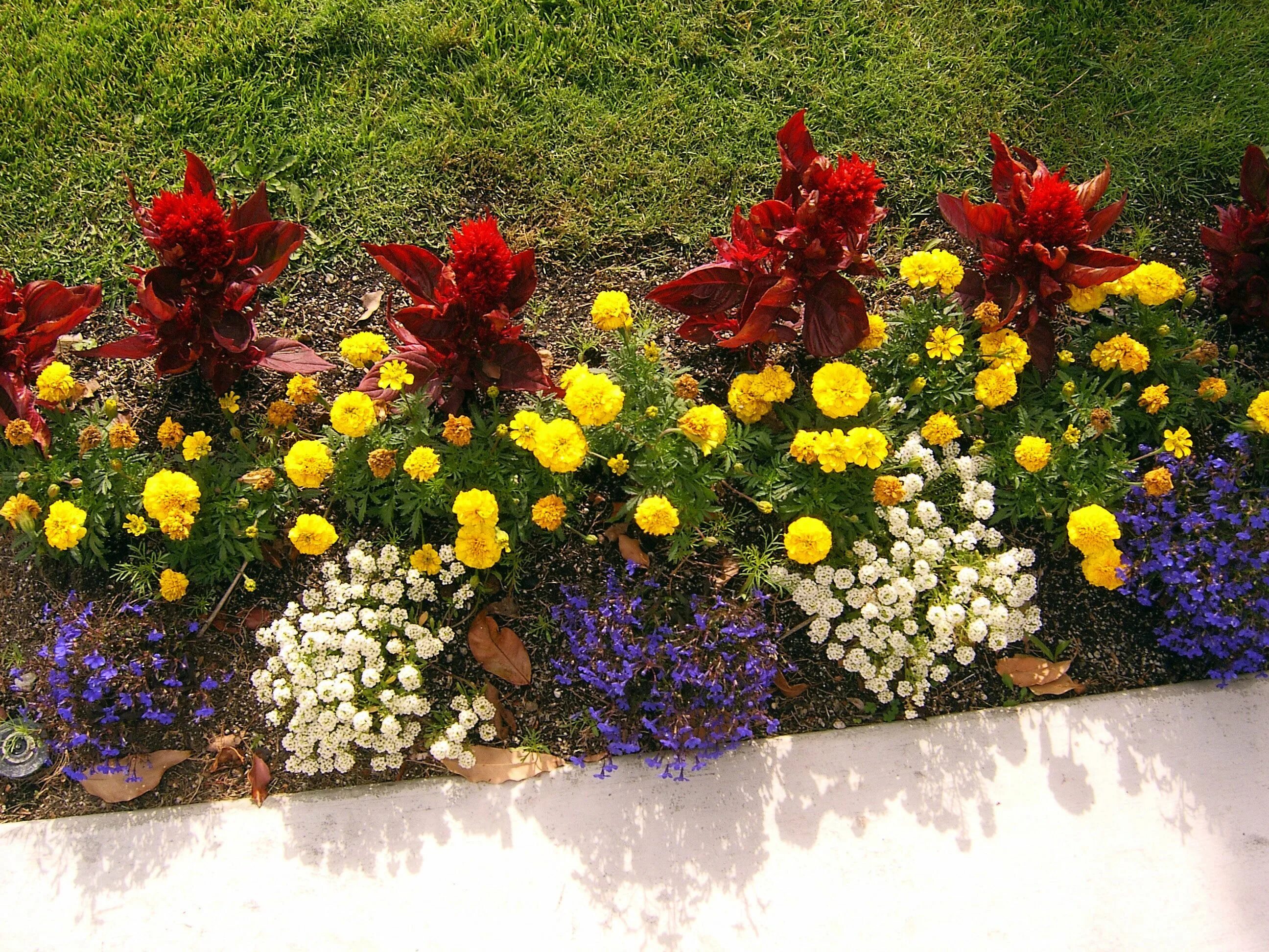 Цветущая клумба с весны до осени. Треугольный цветник из многолетников. Миксбордер рабатка люпин флокс. Клумбыиз хвойников и многолеников. Расположение цветов на клумбе.