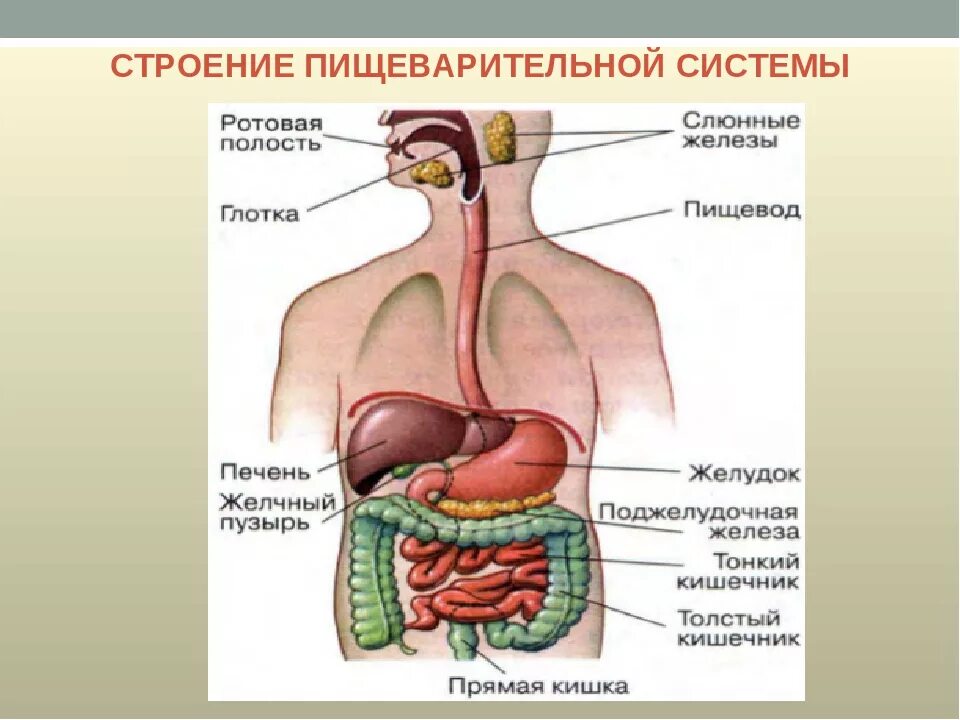 Строение и функции пищеварительной системы. Строение органов пищеварения пищеварительная система. Функции пищеварительной системы анатомия. Дыхательная система и пищеварительная система.