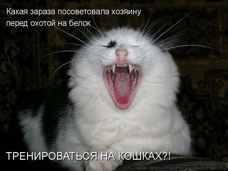 Умная женщина всегда знает где надо промолчать знает зараза. Какая ты зараза. Мемы про галю. Вот ты зараза. Вот чувствую что меня кто-то любит но зараза тайно.