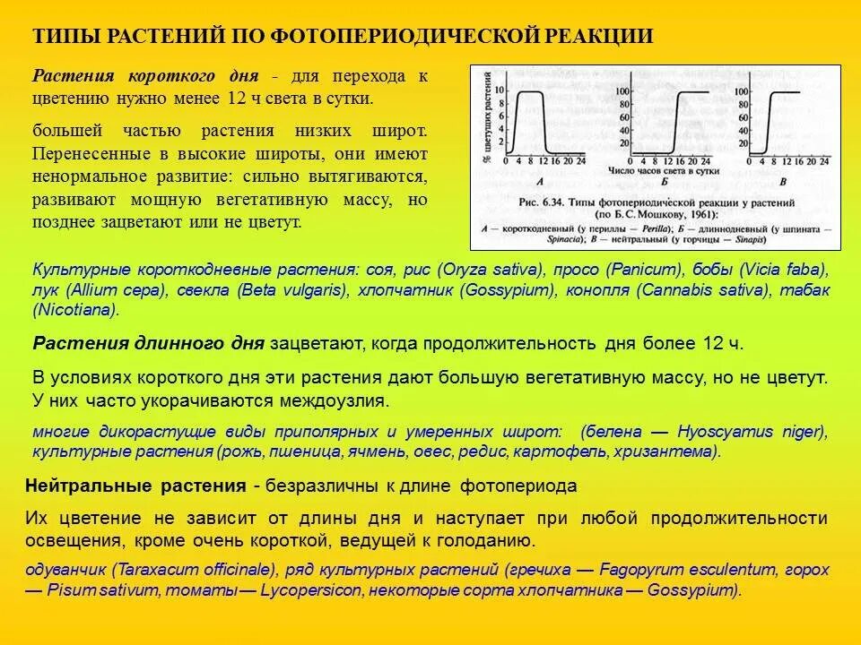 Типы фотопериодической реакции у растений. Растения длинного и короткого дня примеры. Растения короткого светового дня примеры. Продолжительность светового дня для растений. Реакция организмов на изменение длины светового дня