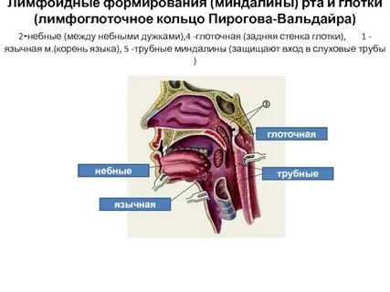 Глоточная миндалина