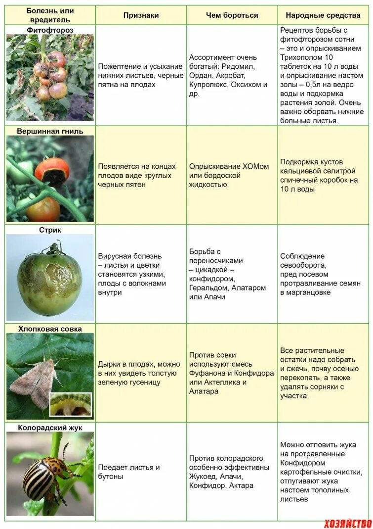 Таблица болезней томатов. Таблица болезней помидор. Болезни помидор описание с фотографиями и способы лечения в теплице. Болезни томатов в грунте описание с фотографиями. В какое время суток лучше опрыскивать