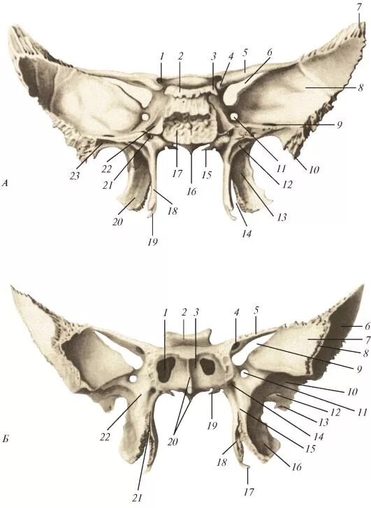 Кость бабочка. Клиновидная кость анатомия. Отростки клиновидной кости черепа. Крыловидный отросток клиновидной кости. Клиновидная кость анатомия Синельников.