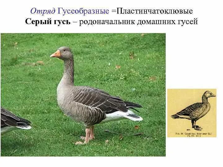 Гусеобразные птицы особенности строения. Отряд гусеобразные внешнее строение. отряд гусеобразные представители. строение гусеобразных птиц. систематика отряда гусеобразных.