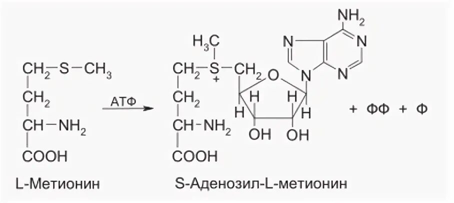 Пути синтеза АТФ субстратное и окислительное фосфорилирование. Аденозилметионин. Субстратное фосфорилирование биохимия реакция. Формула КОА sh.