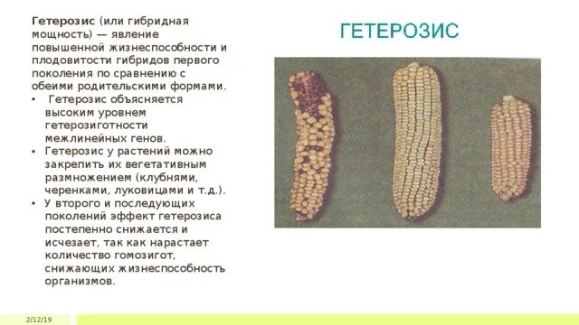 Сущность явления гетерозиса используемого: найдено 85 изображений