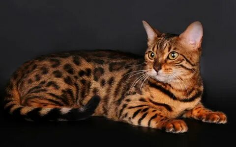Тигровая кошка: описание породы, как выглядит.