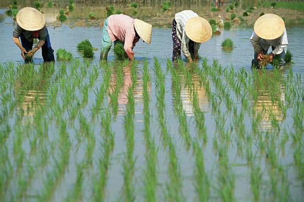Национальные хозяйства в мире. Рисоводство в Китае. Сельское хозяйство Вьетнама рис. Сельское хозяйство Китая рис. Рисоводство в Японии.