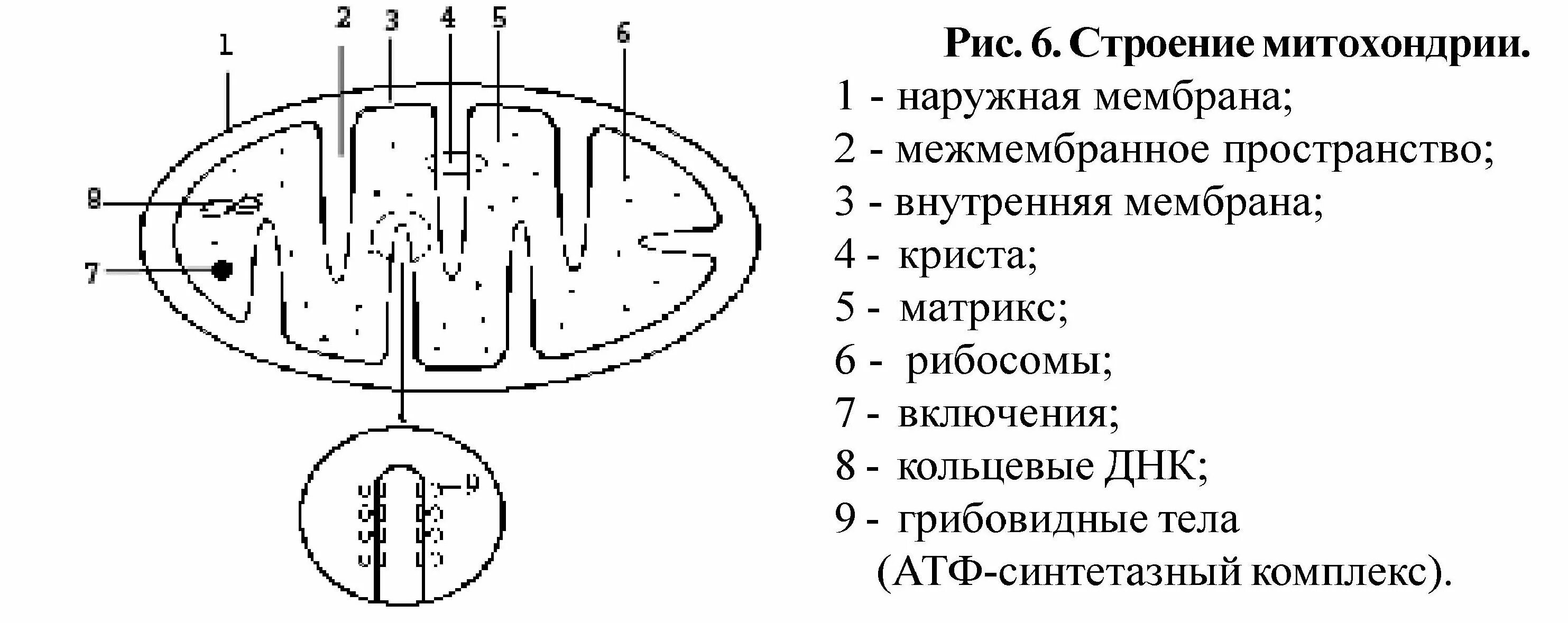 Строение митохондрии егэ. Схематическое строение митохондрии. строение митохондрии рисунок. строение митохондрии клетки рисунок. схема строения митохондрий с подписями.
