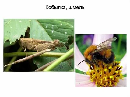 Зачем кобылка