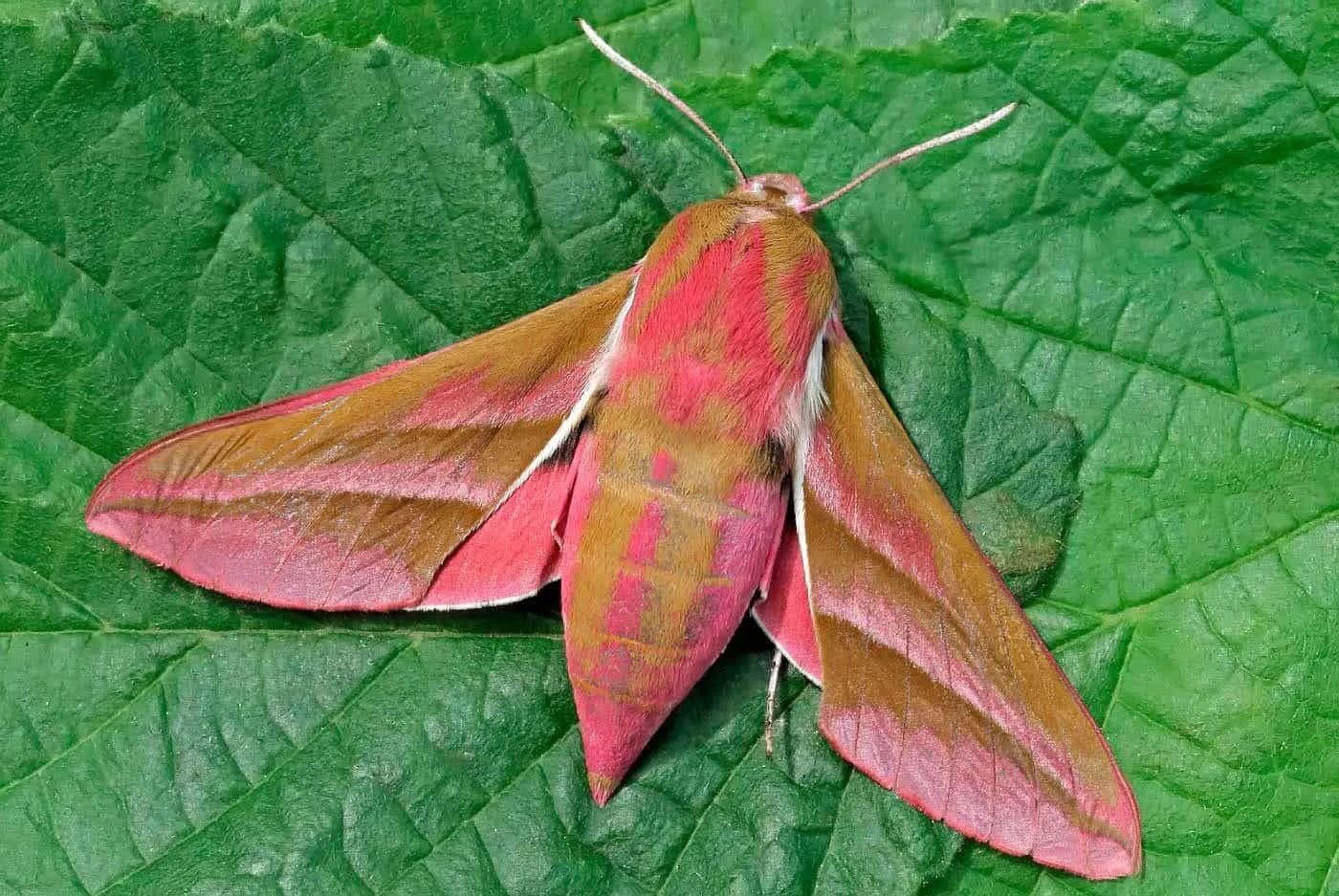 Бражник подмаренниковый красная книга. Бабочка бражника подмаренникового. Бражник подмаренниковый. Бражник подмаренниковый красная книга. Бражник вьюнковый бабочка.