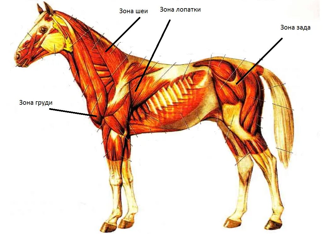 Сухожилие животных. Поверхностные мышцы лошади анатомия. Грудная клетка лошади анатомия мышцы спереди. Поверхностные мышцы лошади вид спереди. Поверхностные мышцы туловища лошади.