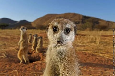 Wildlife photographer of the year 2024