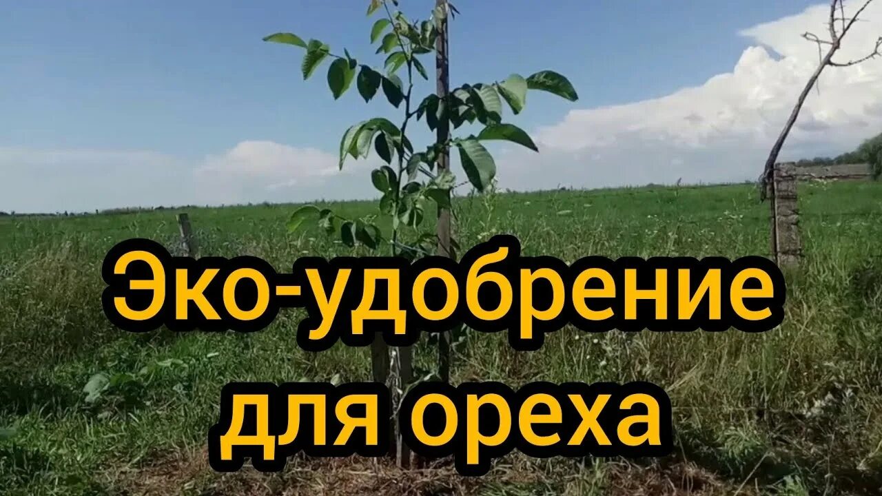 Подкормка грецкого ореха. Удобрение для ореха. Удобрение для грецкого ореха. Удобрение орехоплодных. Грецкий орех подкормка.